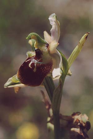 Ophrys parvimaculata \ Kleingezeichnete Ragwurz / Small-Patterned Ophrys, I  Apulien/Puglia Mottola 11.5.1989 