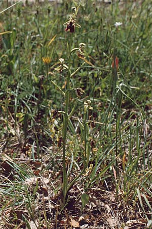 Ophrys parvimaculata \ Kleingezeichnete Ragwurz / Small-Patterned Ophrys, I  Apulien/Puglia Mottola 11.5.1989 
