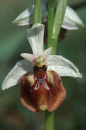 Ophrys parvimaculata \ Kleingezeichnete Ragwurz / Small-Patterned Ophrys, I  Prov. Bari, Quasani 23.4.2003 