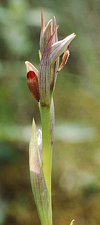 Serapias parviflora \ Kleinblütiger Zungenständel, I  Toscana, Gavorrano 1.5.1989 