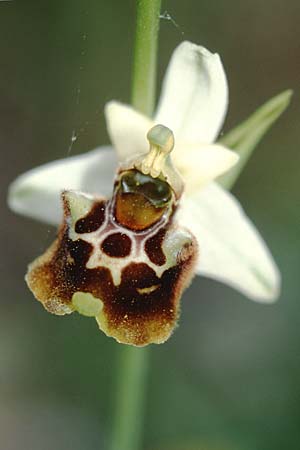 Ophrys serotina / Later Spider Orchid, I  Monti Aurunci 3.6.2002 