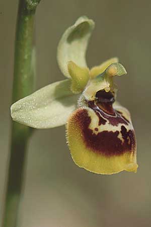 Ophrys posidonia \ Paestum-Ragwurz / Paestum Orchid, I  Cilento 4.6.2002 