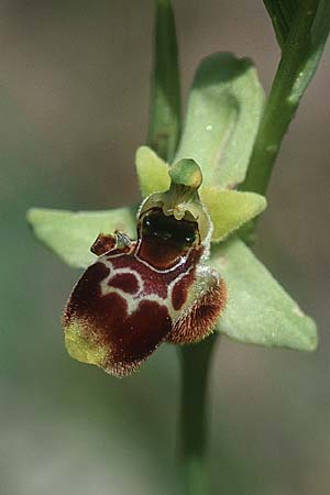 Ophrys posidonia \ Paestum-Ragwurz / Paestum Orchid, I  Cilento 4.6.2002 