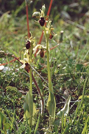Ophrys promontorii / Promontory Bee Orchid, I  Abruzzo Alfedena 4.5.1989 