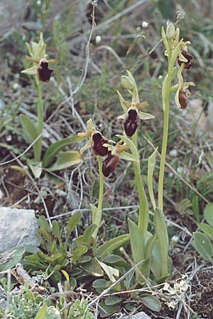 Ophrys promontorii / Promontory Bee Orchid, I  Abruzzo Alfedena 4.5.1989 