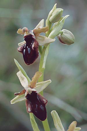 Ophrys promontorii / Promontory Bee Orchid, I  Abruzzo Alfedena 4.5.1989 