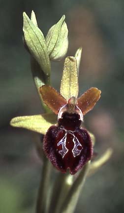 Ophrys pseudoatrata / False Black Orchid, I  Anzi 18.5.2005 (Photo: Helmut Presser)