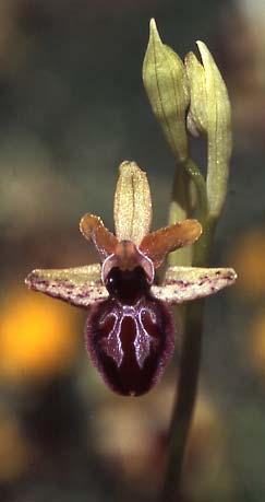 Ophrys pseudoatrata / False Black Orchid, I  Anzi 18.5.2005 (Photo: Helmut Presser)