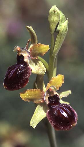 Ophrys pseudoatrata / False Black Orchid, I  Anzi 18.5.2005 (Photo: Helmut Presser)