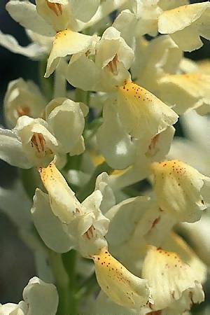 Orchis pauciflora x provincialis, I   Monti Alburni 8.5.1989 