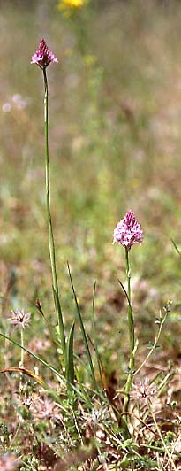 Anacamptis pyramidalis subsp. serotina \ Späte Pyramidenorchis, I  Toscana, Greve 6.6.2006 (Photo: Helmut Presser)