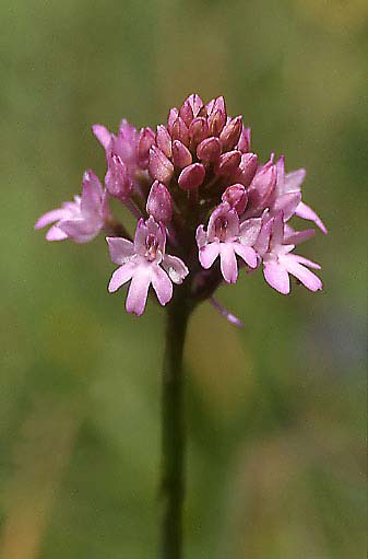 Anacamptis pyramidalis subsp. serotina \ Späte Pyramidenorchis, I  Toscana, Greve 6.6.2006 (Photo: Helmut Presser)