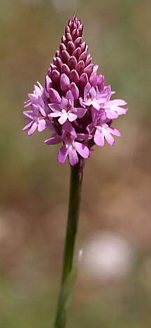 Anacamptis pyramidalis subsp. serotina \ Späte Pyramidenorchis, I  Toscana, Greve 6.6.2006 (Photo: Helmut Presser)