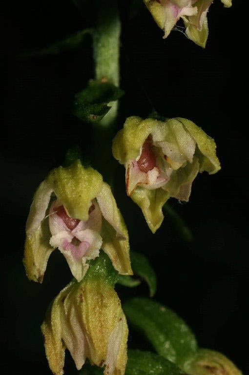 Epipactis placentina subsp. robatschiana \ Robatschs Ständelwurz, I  Serra San Bruno 7.8.2014 (Photo: Helmut Presser)