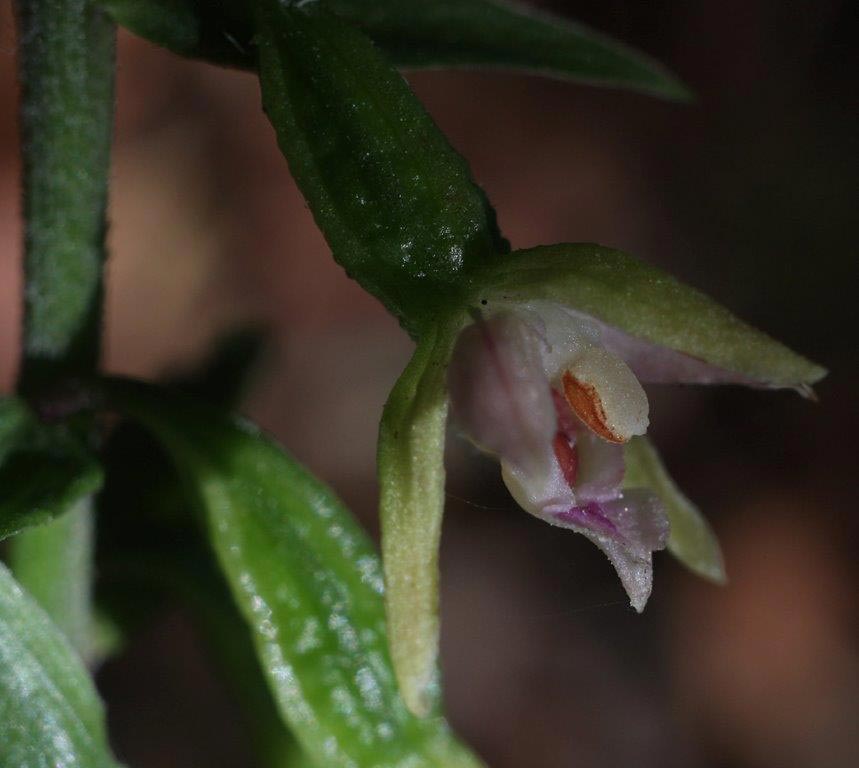 Epipactis placentina subsp. robatschiana \ Robatschs Ständelwurz, I  Serra San Bruno 7.8.2014 (Photo: Helmut Presser)