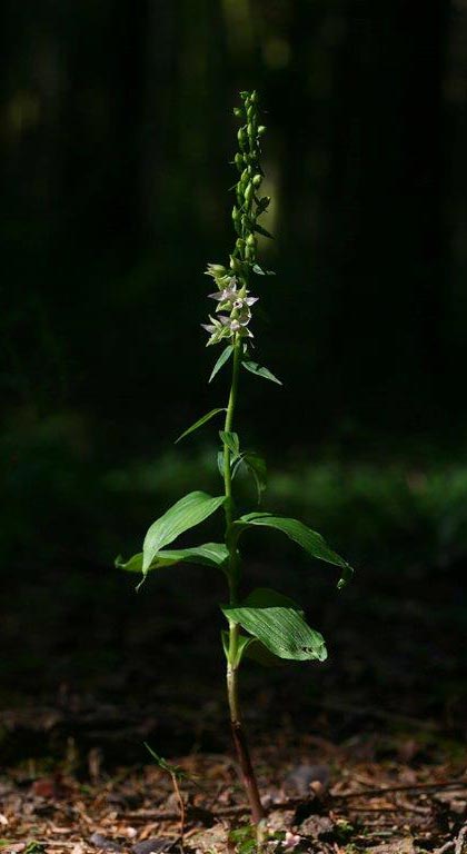 Epipactis placentina subsp. robatschiana \ Robatschs Ständelwurz, I  Serra San Bruno 6.8.2014 (Photo: Helmut Presser)