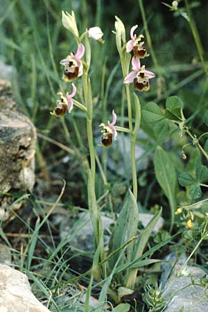 Ophrys gracilis \ Zierliche Hummel-Ragwurz / Slender Late Spider Orchid, I  Cilento, Roccagloriosa 7.5.1989 