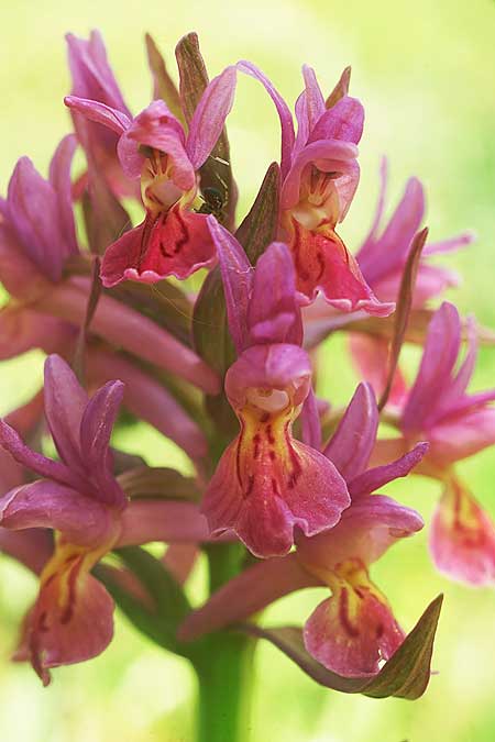 Dactylorhiza romana x sambucina, I   Toscana, Monte Amiata 2.5.2022 (Photo: Helmut Presser)