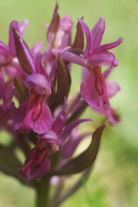 Dactylorhiza romana x sambucina, I   Toscana, Monte Amiata 2.5.2022 (Photo: Helmut Presser)