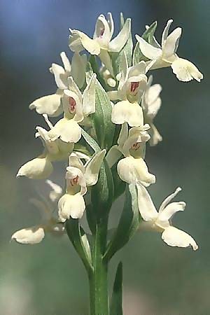 Dactylorhiza romana x sambucina, I   Promontorio del Gargano, Coppa di Mezzo 25.4.2003 