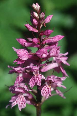 Dactylorhiza saccifera \ Langährige Fingerwurz, Langähriges Knabenkraut / Sack-Carrying Orchid, I  Monti Lepini 2.6.2002 