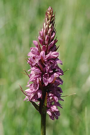 Dactylorhiza saccifera \ Langährige Fingerwurz, Langähriges Knabenkraut / Sack-Carrying Orchid, I  Prov. Potenza 6.6.2002 