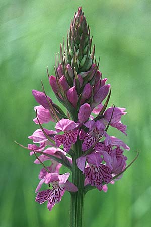 Dactylorhiza saccifera \ Langährige Fingerwurz, Langähriges Knabenkraut / Sack-Carrying Orchid, I  Prov. Potenza 6.6.2002 