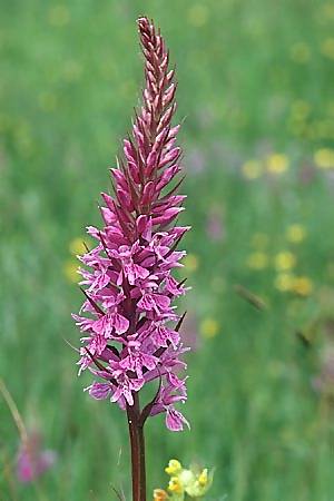 Dactylorhiza saccifera \ Langährige Fingerwurz, Langähriges Knabenkraut / Sack-Carrying Orchid, I  Abruzzen/Abruzzo Alfedena 7.6.2002 