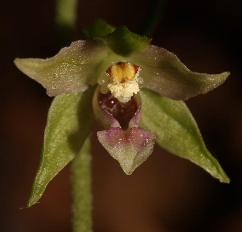 Epipactis sanguinea \ Blutfleck-Ständelwurz (Locus classicus), I  Serra San Bruno, Ferdinandea 8.8.2013 (Photo: Helmut Presser)