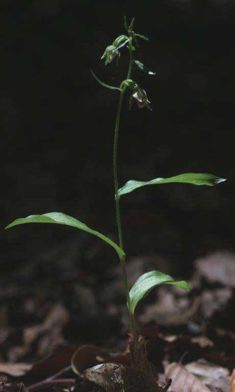 Epipactis sanguinea \ Blutfleck-Ständelwurz (Locus classicus), I  Serra San Bruno, Ferdinandea 8.8.2013 (Photo: Helmut Presser)