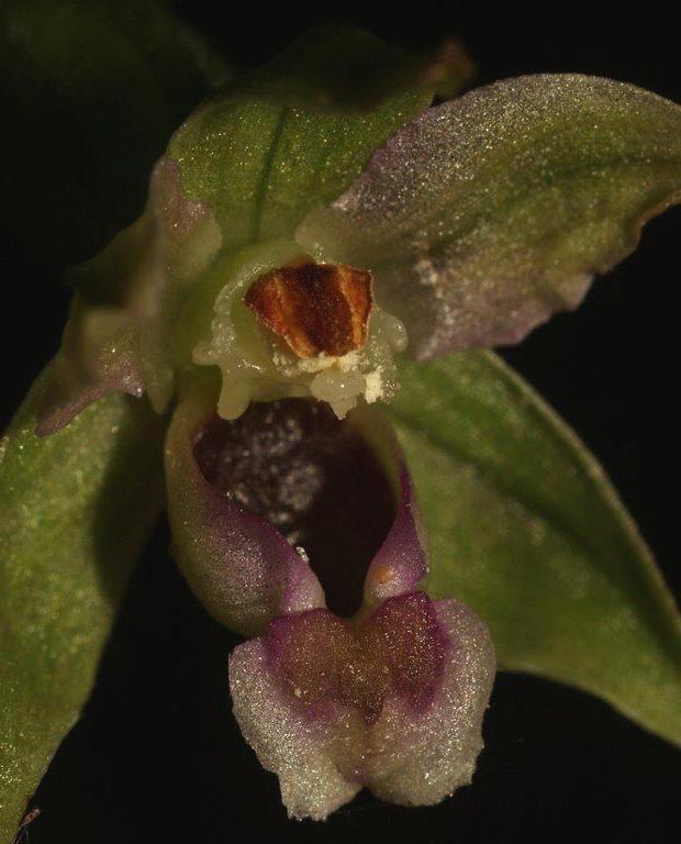 Epipactis sanguinea \ Blutfleck-Ständelwurz (Locus classicus), I  Serra San Bruno, Ferdinandea 8.8.2013 (Photo: Helmut Presser)