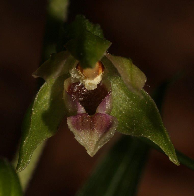 Epipactis sanguinea \ Blutfleck-Ständelwurz (Locus classicus), I  Serra San Bruno, Ferdinandea 8.8.2013 (Photo: Helmut Presser)