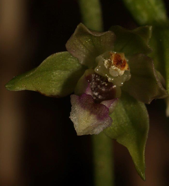 Epipactis sanguinea \ Blutfleck-Ständelwurz (Locus classicus), I  Serra San Bruno, Ferdinandea 8.8.2013 (Photo: Helmut Presser)