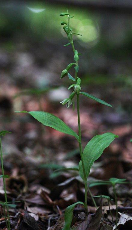 Epipactis sanguinea \ Blutfleck-Ständelwurz (Locus classicus), I  Serra San Bruno, Ferdinandea 8.8.2013 (Photo: Helmut Presser)