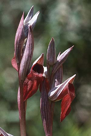 Serapias apulica \ Apulischer Zungenständel, I  Promontorio del Gargano 29.4.1985 