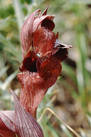 Serapias apulica \ Apulischer Zungenständel, I  Torre Canne 10.4.1999 