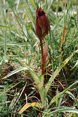 Serapias apulica \ Apulischer Zungenständel, I  Torre Canne 10.4.1999 