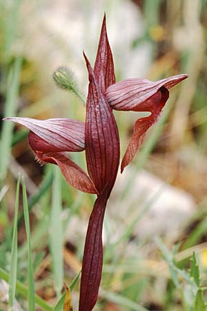 Serapias apulica \ Apulischer Zungenständel, I  Torre Canne 10.4.1999 