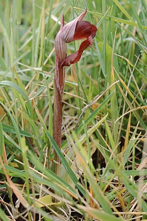 Serapias apulica \ Apulischer Zungenständel, I  Torre Canne 10.4.1999 