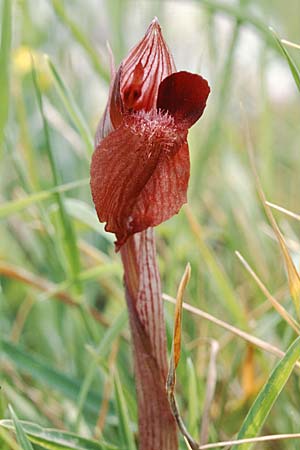 Serapias apulica \ Apulischer Zungenständel, I  Torre Canne 10.4.1999 