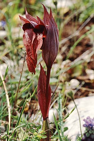 Serapias apulica \ Apulischer Zungenständel, I  Torre Canne 10.4.1999 