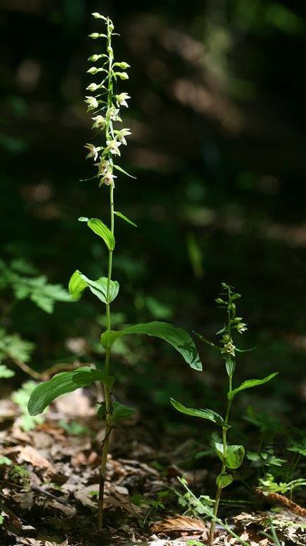 Epipactis schubertiorum \ Schuberts Ständelwurz, I  Kalabrien Aspromonte, Gambarie 4.8.2014 (Photo: Helmut Presser)