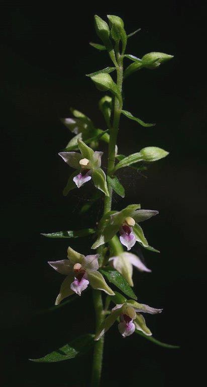 Epipactis schubertiorum \ Schuberts Ständelwurz, I  Kalabrien Aspromonte, Gambarie 4.8.2014 (Photo: Helmut Presser)