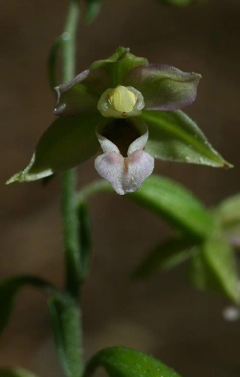 Epipactis schubertiorum \ Schuberts Ständelwurz (Locus classicus), I  Serra San Bruno 6.8.2014 (Photo: Helmut Presser)