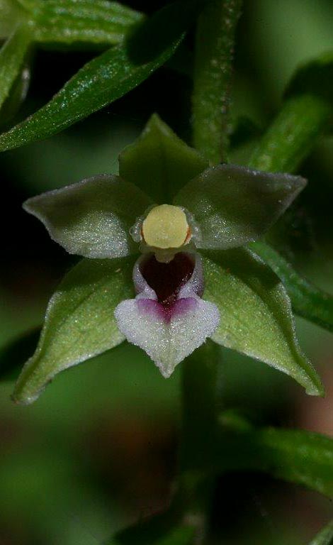 Epipactis schubertiorum \ Schuberts Ständelwurz, I  Kalabrien Aspromonte, Gambarie 4.8.2014 (Photo: Helmut Presser)