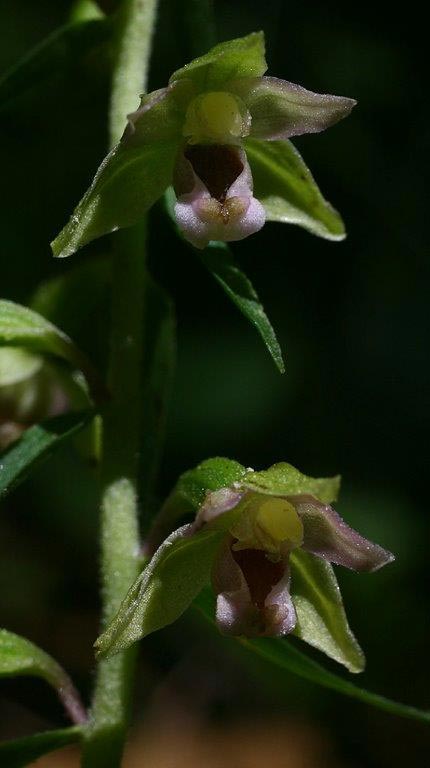 Epipactis schubertiorum \ Schuberts Ständelwurz, I  Kalabrien Aspromonte, Gambarie 4.8.2014 (Photo: Helmut Presser)