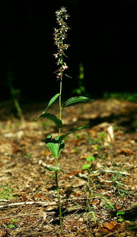 Epipactis schubertiorum \ Schuberts Ständelwurz (Locus classicus), I  Serra San Bruno 6.8.2014 (Photo: Helmut Presser)