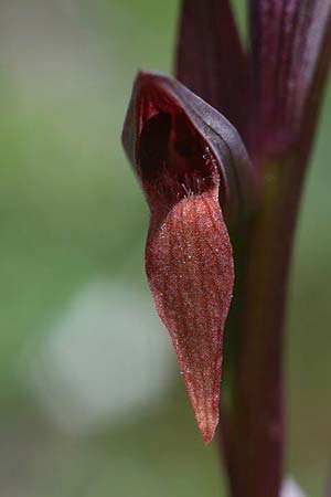 Serapias bergonii subsp. cilentana \ Cilento-Zungenständel, I  Cilento, San Giacomo 4.6.2015 (Photo: Helmut Presser)