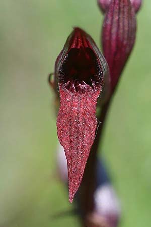 Serapias bergonii subsp. cilentana \ Cilento-Zungenständel, I  Cilento, San Giacomo 4.6.2015 (Photo: Helmut Presser)