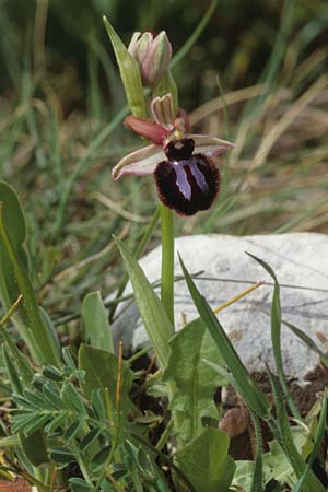 Ophrys sipontensis \ Siponto-Ragwurz / Siponto Bee Orchid, I  Promontorio del Gargano, San Giovanni Rotondo 9.4.1998 